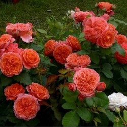 Розы   Эмильен  Гийо  и Д.Массада фото