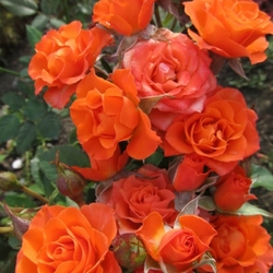 Алегрия