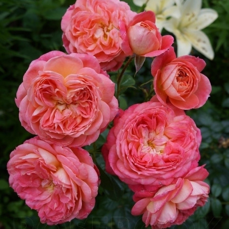 Квин оф хартс. Саженцы розы квин оф хартс (rosa queen of hearts). квин оф хартс группа.