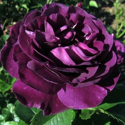 Минерва