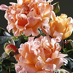 Раффлз Дрим
