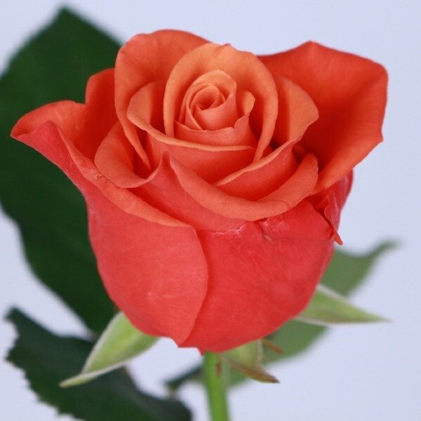 Валентино фото