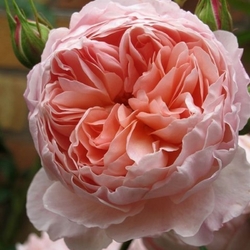 William Morris(Уильям Морис)