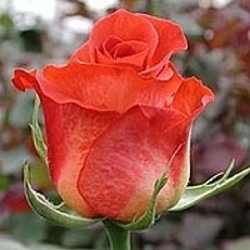 Эстелла