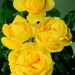 Микеланджело