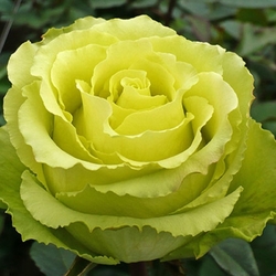 Лимбо