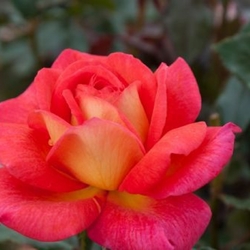 Parfum de Grasse
