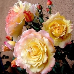 Катерина Лаборде