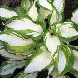 Undulata Mediovariegata