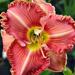 Renie's Delight