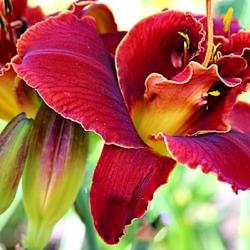 Double Red Royal