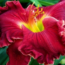 Scarlet Affair