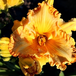 Orange Nassau