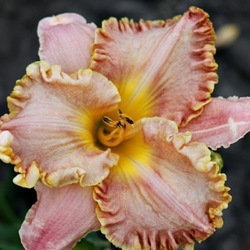 Darla Anita