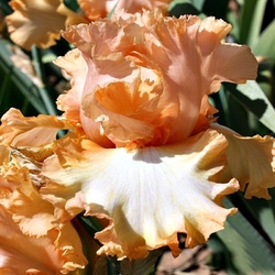 Belle de Provence