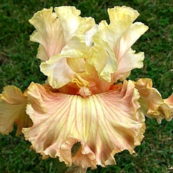 Australian Rose