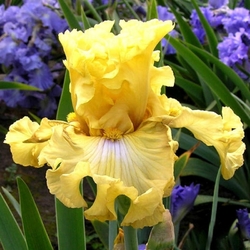 FRILLED TO BITS