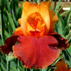 Torero