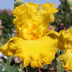 Amarillo Frills