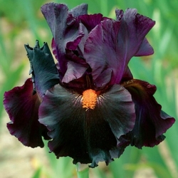 Dracula’s Kiss