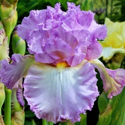 Lace Jabot