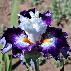 Passionista