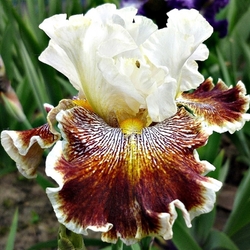 VARIEGATED WONDER