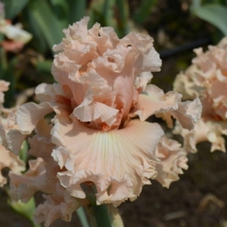 Coralina