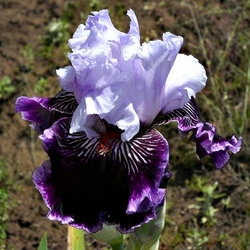 Salome's Butterfly