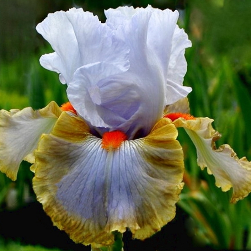 ирис гилвей. ирис бородатый gem trader. ирис сильверадо. ирис ростов на дону отзывы. ирис империал опал.
