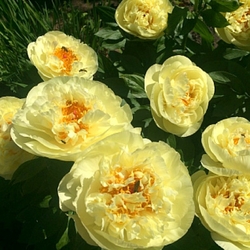 Lemon Chiffon