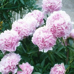 Sarah Bernhardt