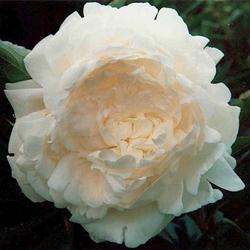 Ann Cousins