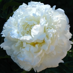 MARIE LEMOINE