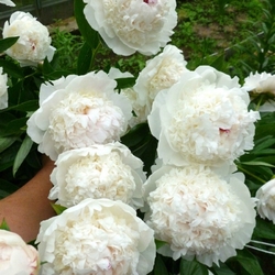 CHARLEY`S WHITE