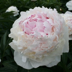 MADAME DE VERNEVILLE