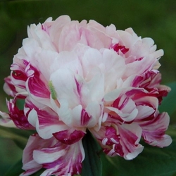Raspberry Clown