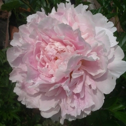 Suzanne Brown