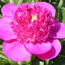 Pink Pom Pom