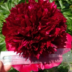 RED CHARM