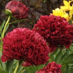 RED GRACE