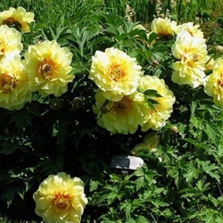 Garden Treasure