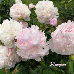 Marylen