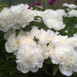 Duchesse de Nemours