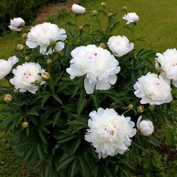 Festiva Maxima