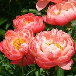 Coral Supreme