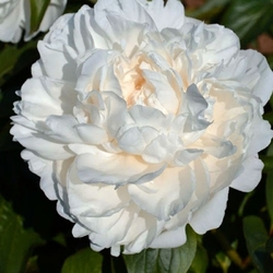 Amalia Olson