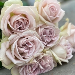 Notre Dame (VIP ROSES)