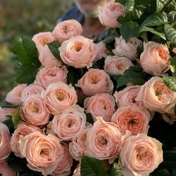 Paradise Beach(Vip Roses)