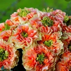 Copperfield (VIP ROSES)